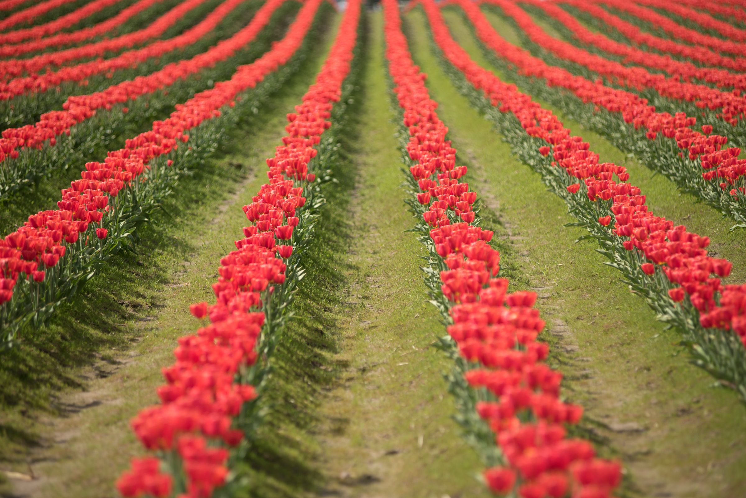 Why Brand Consistency Matters More Than Creativity in 2026